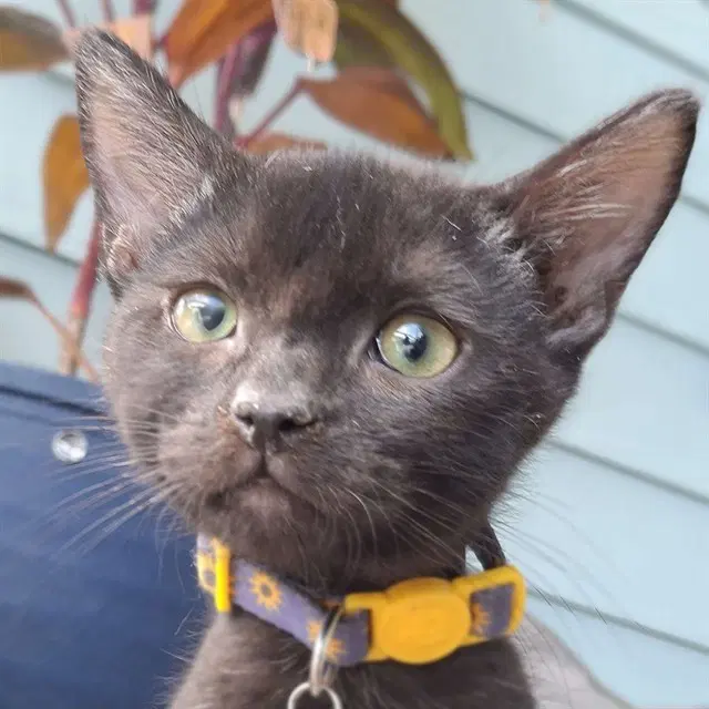 Garrus - Domestic Short Hair