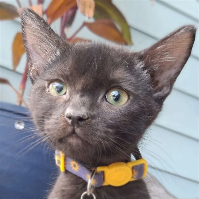 Garrus