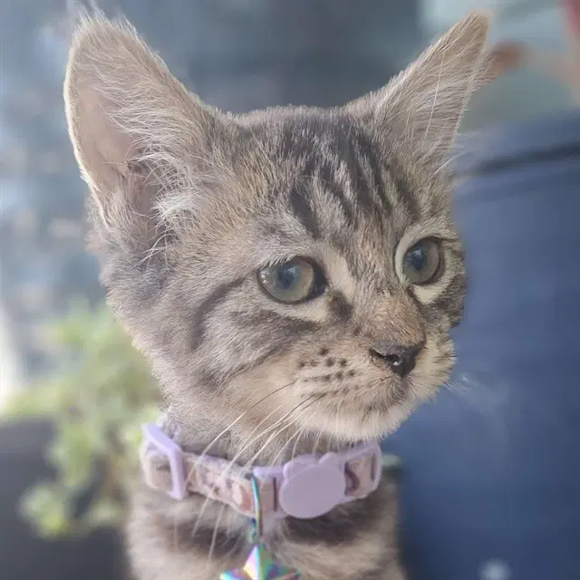Tali - Domestic Short Hair