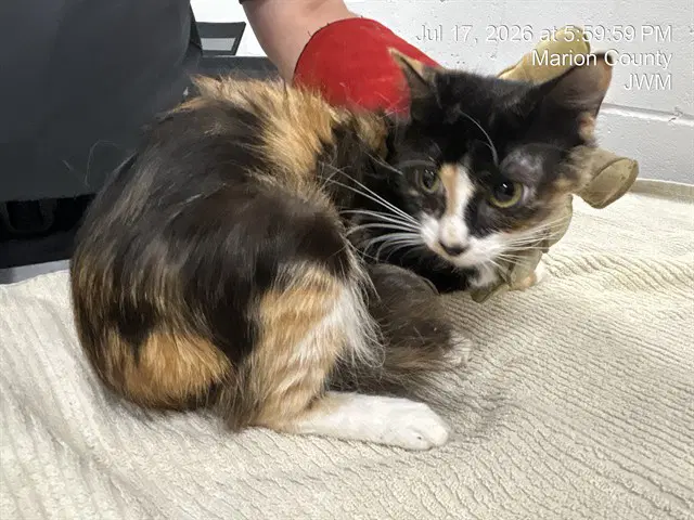 Princess - Domestic Short Hair