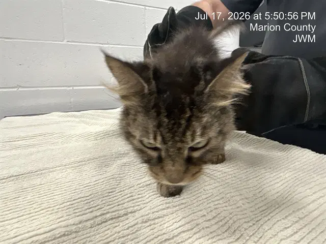 Bella - Domestic Short Hair