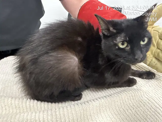 Loki - Domestic Short Hair