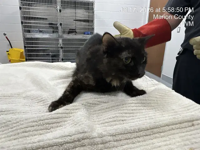 Gimli - Domestic Short Hair