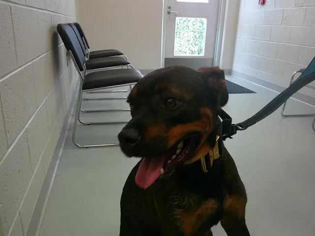 Chewy - Rottweiler