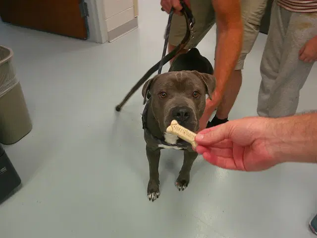Unknown - Staffordshire Bull Terrier