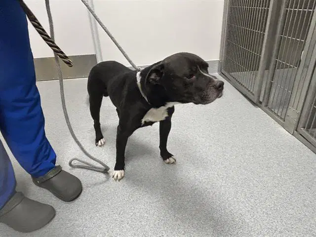 Unknown - American Pit Bull Terrier