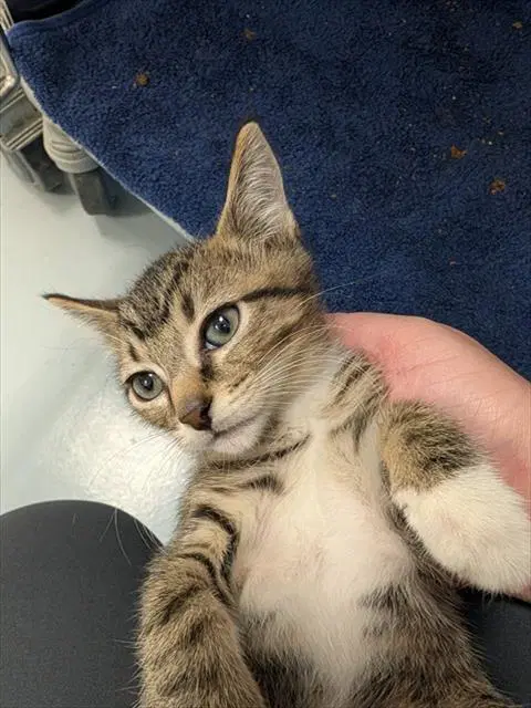 Guy Harvey - Domestic Short Hair