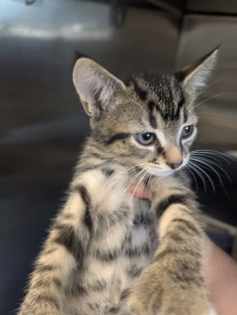 Kriss Kross - Domestic Short Hair