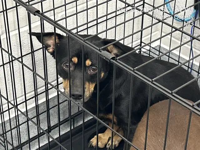Max - Chihuahua