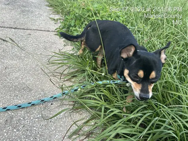 Kilo - Chihuahua