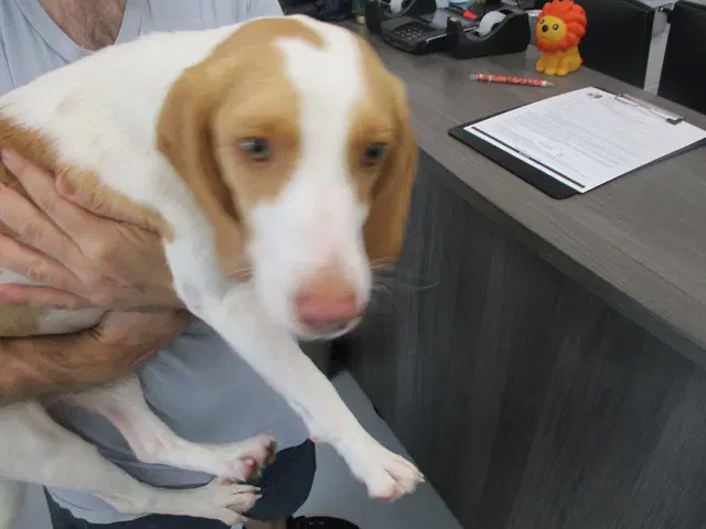 Rayne - Beagle