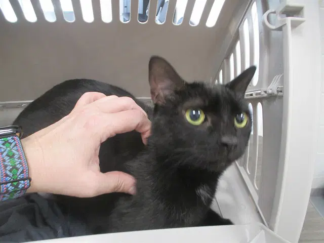 Meadow - Domestic Short Hair