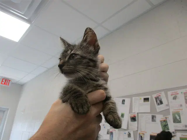 Star - Domestic Short Hair