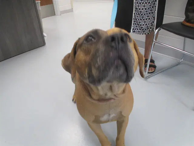 Unknown - Staffordshire Bull Terrier