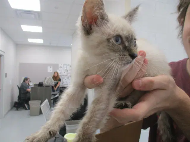 Unknown - Domestic Short Hair