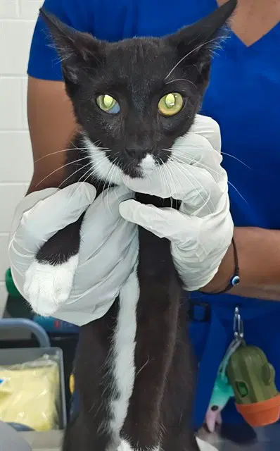 Unknown - Domestic Short Hair