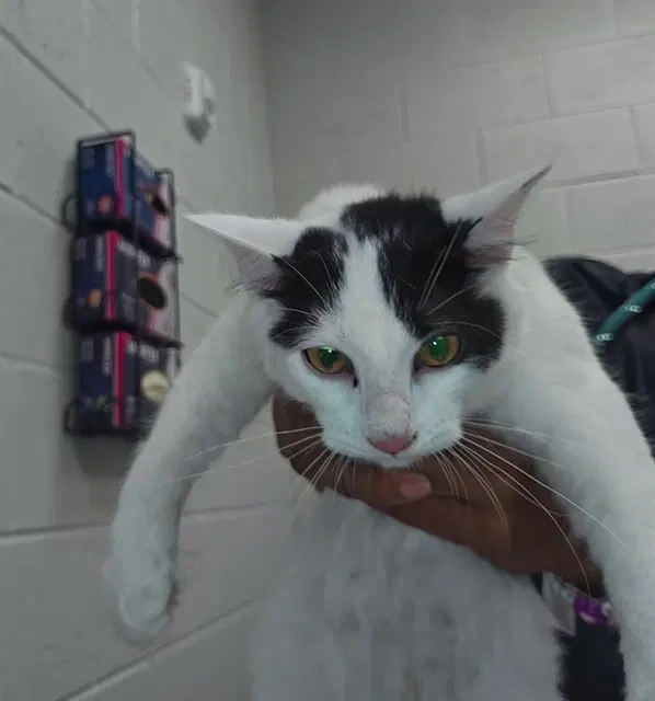Unknown - Domestic Short Hair