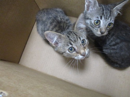PIGEON, a cat for adoption from Marion County Animal Services