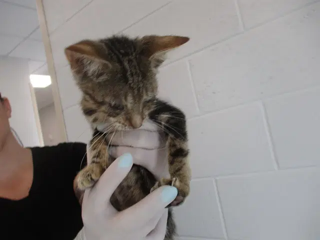Unknown - Domestic Short Hair