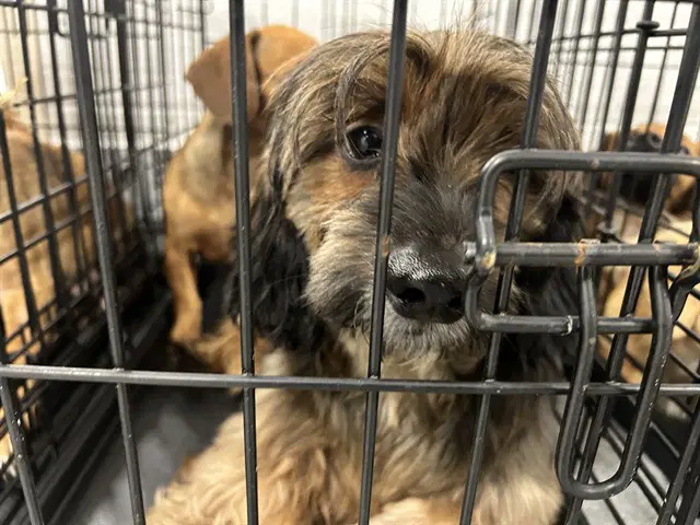 Harry - Dachshund