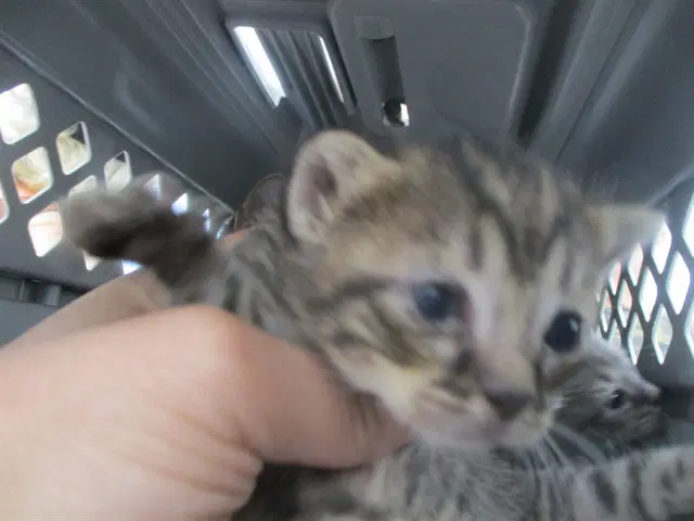Kink - Domestic Short Hair