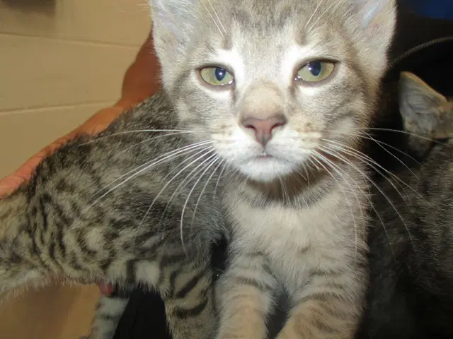 Ellie Frisk - Domestic Short Hair