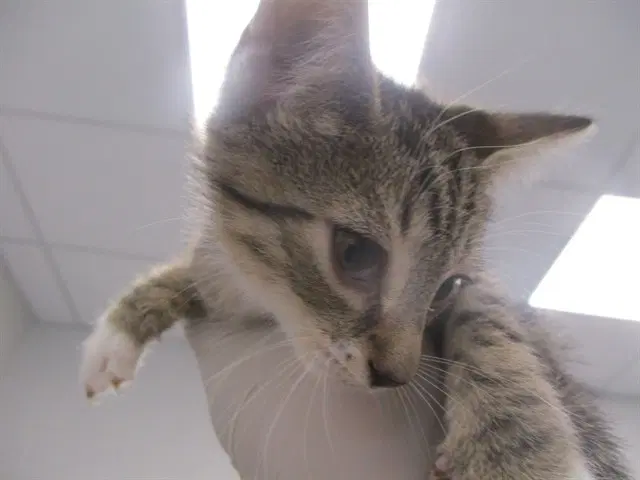 Sandler - Domestic Short Hair