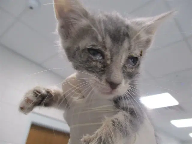 Presley - Domestic Short Hair