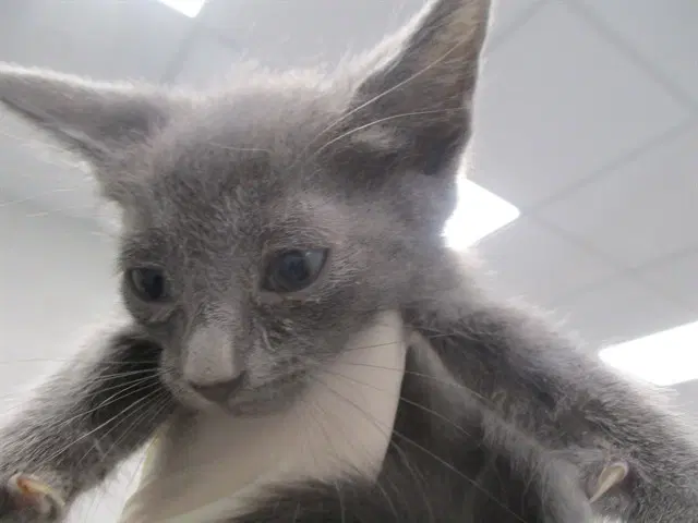 Skipper - Domestic Short Hair