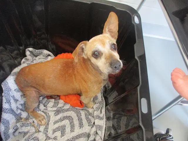 Unknown - Dachshund