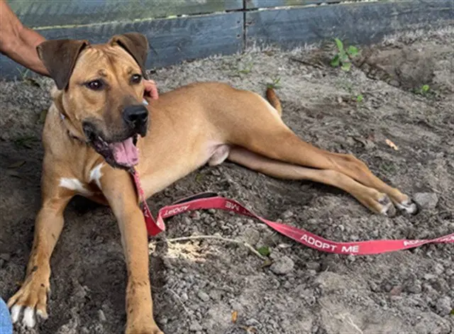 Simba - American Pit Bull Terrier