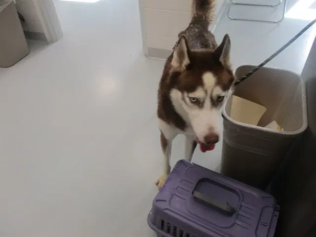 Unknown - Siberian Husky