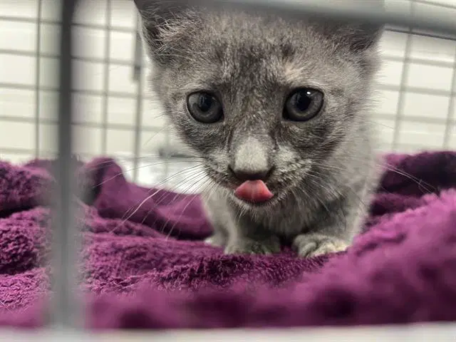 Luna - Domestic Short Hair