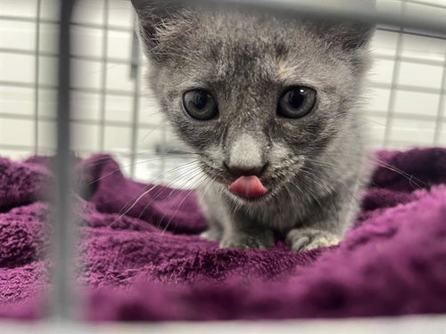 LUNA, a cat for adoption from Marion County Animal Services