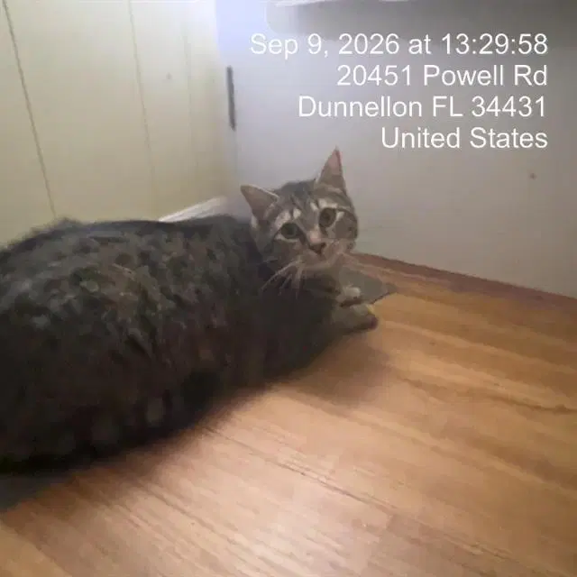 Tinkerbell - Domestic Short Hair