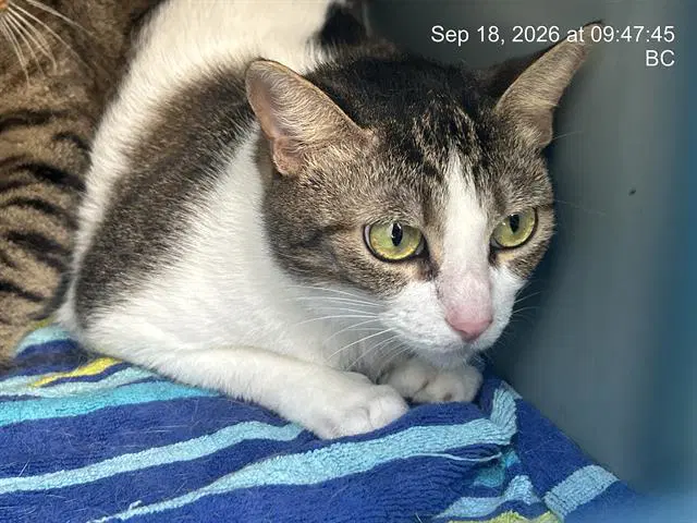 Stormi - Domestic Short Hair