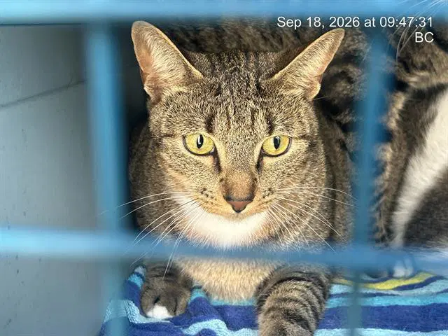 Mario - Domestic Short Hair