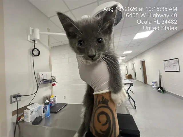 Unknown - Domestic Short Hair
