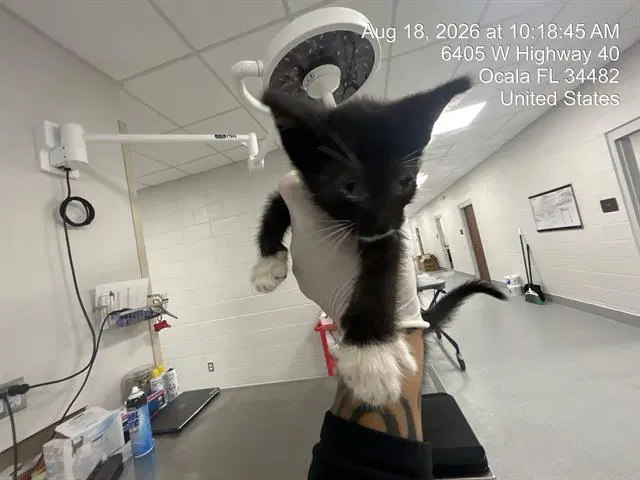 Unknown - Domestic Short Hair