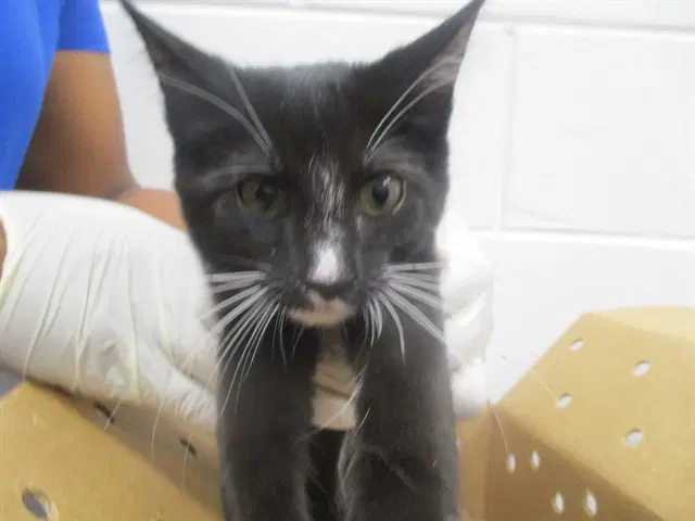 Penelope - Domestic Short Hair