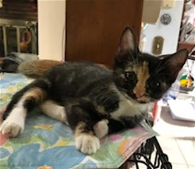 Callie - Domestic Short Hair