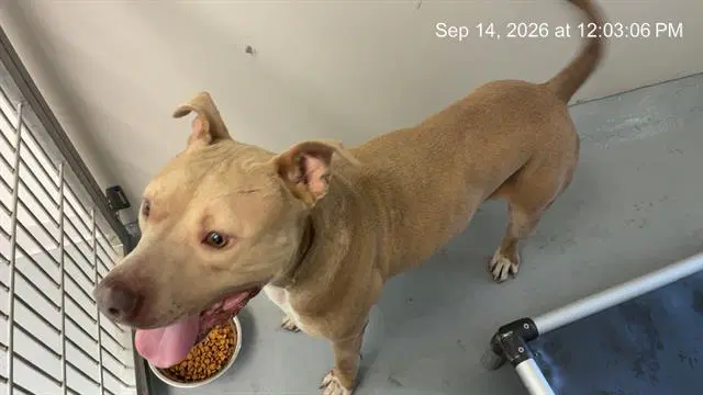 Ranger - American Pit Bull Terrier