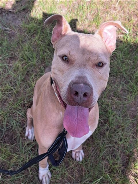RANGER, a dog for adoption from Marion County Animal Services