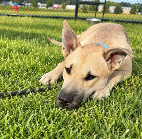 JUNIPER, a dog for adoption from Marion County Animal Services