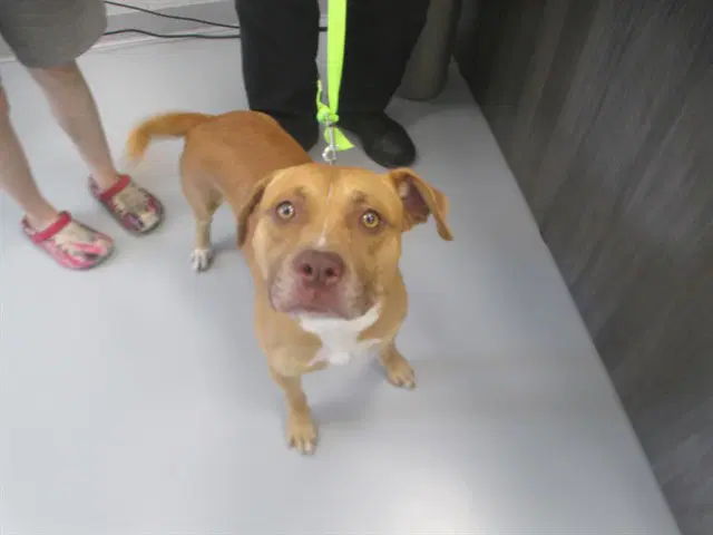 Biscuit - American Staffordshire Terrier