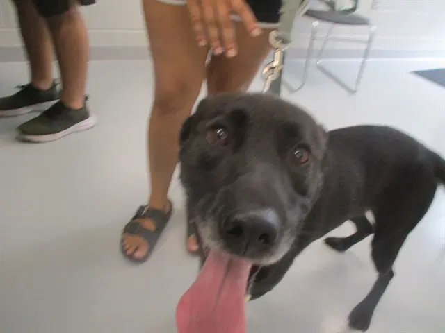 Unknown - Labrador Retriever