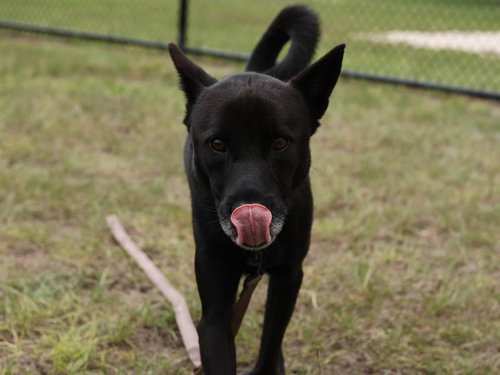 ROOK, a dog for adoption from Marion County Animal Services