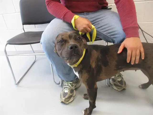 Coco - Catahoula Leopard Dog