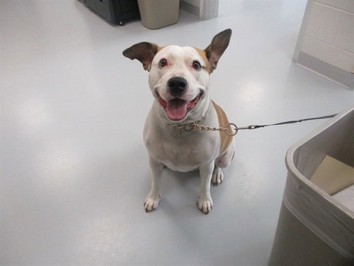 PHOEBE, a dog for adoption from Marion County Animal Services