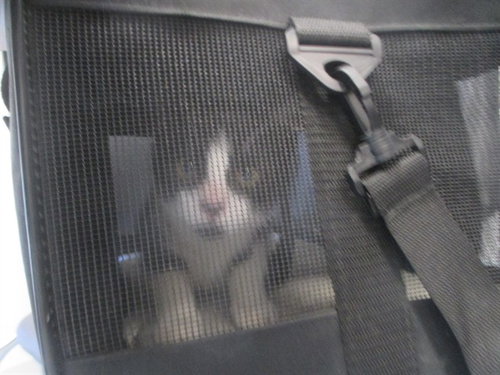 WILLOW, a cat for adoption from Marion County Animal Services